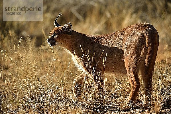 Karakal (Caracal Caracal)  Namibia  Afrika