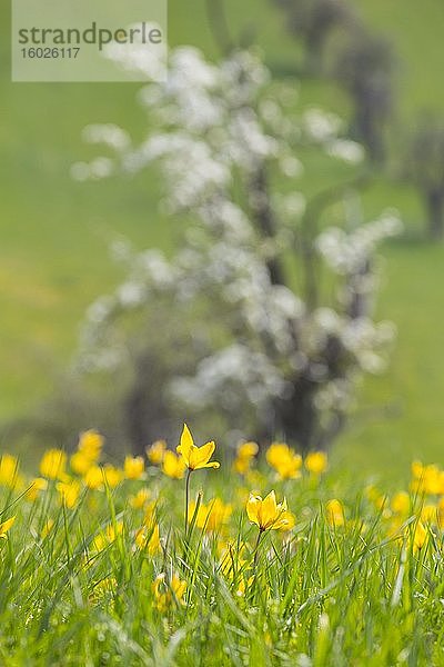 Streuobstwiese im Frühling  Wilde Tulpen (Tulipa sylvestris) in Blüte  Meißen  Sachsen  Deutschland  Europa