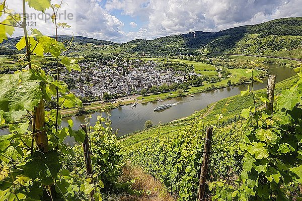 Weinberge an der Mosel  Ausflugsboot  Pünderich  Rheinland-Pfalz  Deutschland  Europa