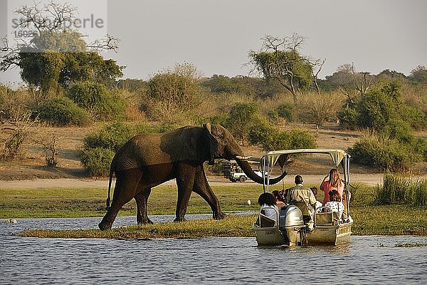 Elefant (Loxodonta africana)  steigt aus dem Chobe River ans Ufer zwischen einem Boot und einem Safari Fahrzeug voller Touristen  Chobe Nationalpark  Botswana  Afrika