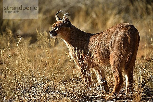 Karakal (Caracal Caracal)  Namibia  Afrika