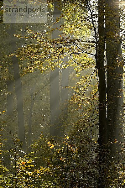 Sonnenstrahlen im herbstlich gefärbten Laubwald aus Rotbuche (Fagus sylvatica)  Niederrhein  Nordrhein-Westfalen  Deutschland  Europa