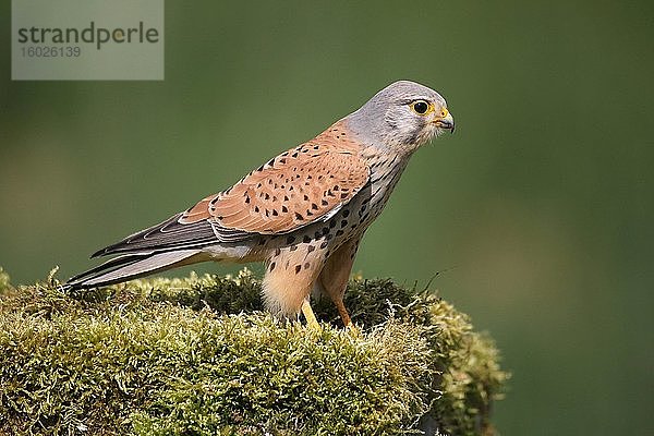 Turmfalke (Falco tinnunculus)  Männchen sitzt auf bemoostem Stein  Allgäu  Bayern  Deutschland  Europa