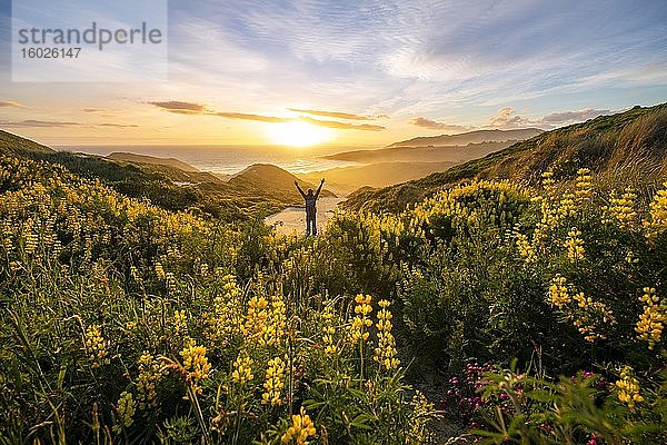 Junger Mann streckt Arme in die Luft  Sonnenuntergang  gelbe Lupinen (Lupinus luteus) auf Sanddünen  Ausblick auf Küste  Sandfly Bay  Dunedin  Otago  Otago Peninsula  Südinsel  Neuseeland  Ozeanien