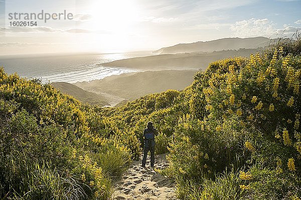 Junger Mann zwischen gelben Lupinen (Lupinus luteus) auf Sanddünen  Ausblick auf Sandstrand an der Küste  Sandfly Bay  Dunedin  Otago  Otago Peninsula  Südinsel  Neuseeland  Ozeanien