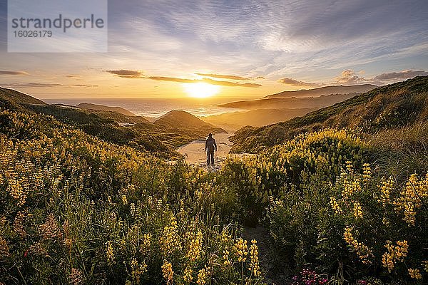 Junger Mann blickt auf Bucht  Sonnenuntergang  gelbe Lupinen (Lupinus luteus) auf Sanddünen  Ausblick auf Küste  Sandfly Bay  Dunedin  Otago  Otago Peninsula  Südinsel  Neuseeland  Ozeanien