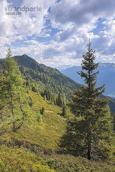 Gebirgslandschaft im Frühling mit Europäischen Lärchen und Fichten  dahinter der Hamberg  dahinter die Zillertaler Alpen  Bachler-Alm  Hart im Zillertal  Tirol  Österreich  Europa