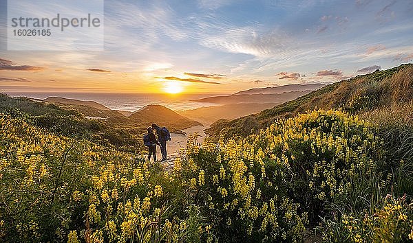Paar bei Sonnenuntergang  gelbe Lupinen (Lupinus luteus) auf Sanddünen  Ausblick auf Küste  Sandfly Bay  Dunedin  Otago  Otago Peninsula  Südinsel  Neuseeland  Ozeanien