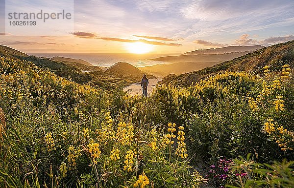 Junger Mann blickt auf Bucht  Sonnenuntergang  gelbe Lupinen (Lupinus luteus) auf Sanddünen  Ausblick auf Küste  Sandfly Bay  Dunedin  Otago  Otago Peninsula  Südinsel  Neuseeland  Ozeanien