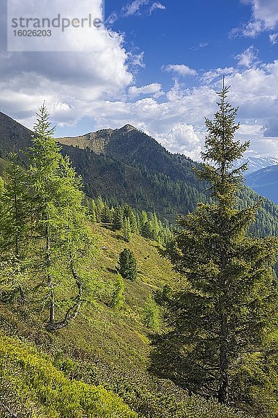Gebirgslandschaft im Frühling mit Europäischen Lärchen und Fichten  dahinter der Hamberg  dahinter die Zillertaler Alpen  Bachler-Alm  Hart im Zillertal  Tirol  Österreich  Europa