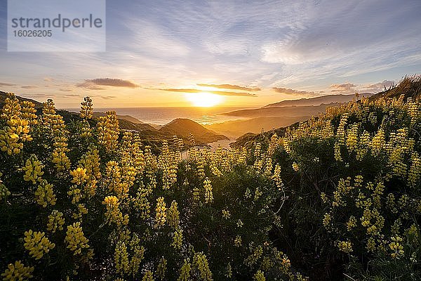 Sonnenuntergang  gelbe Lupinen (Lupinus luteus) auf Sanddünen  Ausblick auf Küste  Sandfly Bay  Dunedin  Otago  Otago Peninsula  Südinsel  Neuseeland  Ozeanien