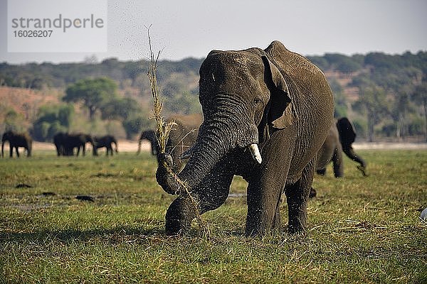Elefant (Loxodonta africana)  frisst Gras  Chobe Nationalpark  Botswana  Afrika
