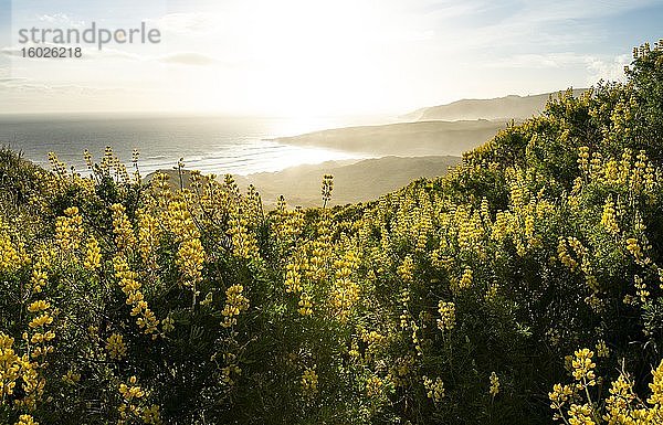 Gelbe Lupinen (Lupinus luteus) auf Sanddünen  Ausblick auf Küste  Sandfly Bay  Dunedin  Otago  Otago Peninsula  Südinsel  Neuseeland  Ozeanien