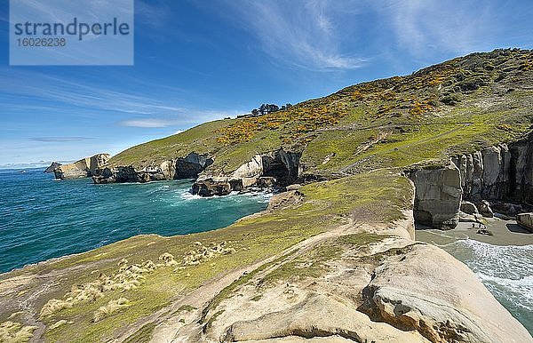 Felsige Steilküste aus Sandsteinfelsen  Tunnel Beach  Otago  Südinsel  Neuseeland  Ozeanien