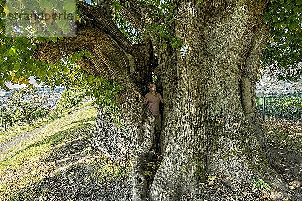 Frau steht in Naturdenkmal Hohler Baum  tausendjährige Linde  Winterlinde oder Steinlinde (Tilia cordata)  Homberg  Ohm  Vogelsberg  Hessen  Deutschland  Europa