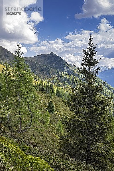 Gebirgslandschaft im Frühling mit Europäischen Lärchen und Fichten  dahinter der Hamberg  dahinter die Zillertaler Alpen  Bachler-Alm  Hart im Zillertal  Tirol  Österreich  Europa