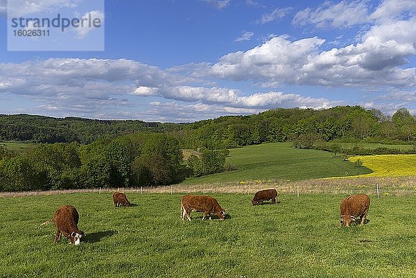 Limousin Rinder auf der Weide  Oberfranken  Bayern  Deutschland  Europa