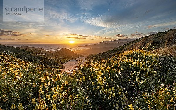 Sonnenuntergang  gelbe Lupinen (Lupinus luteus) auf Sanddünen  Ausblick auf Küste  Sandfly Bay  Dunedin  Otago  Otago Peninsula  Südinsel  Neuseeland  Ozeanien