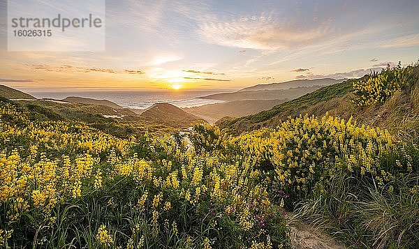 Sonnenuntergang  gelbe Lupinen (Lupinus luteus) auf Sanddünen  Ausblick auf Küste  Sandfly Bay  Dunedin  Otago  Otago Peninsula  Südinsel  Neuseeland  Ozeanien