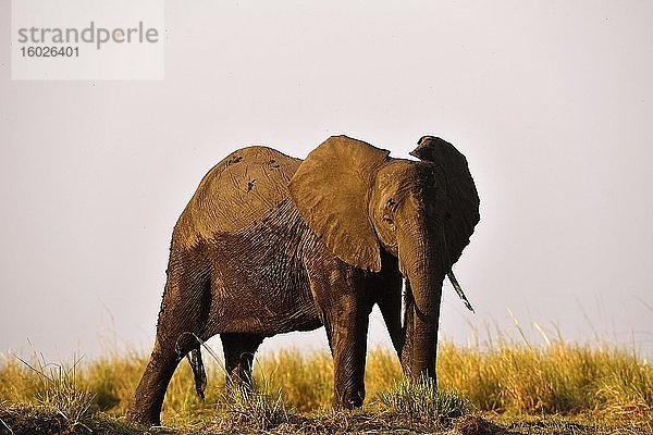 Elefant (Loxodonta africana)  steht am Ufer des Chobe Rivers  Chobe Nationalpark  Botswana  Afrika