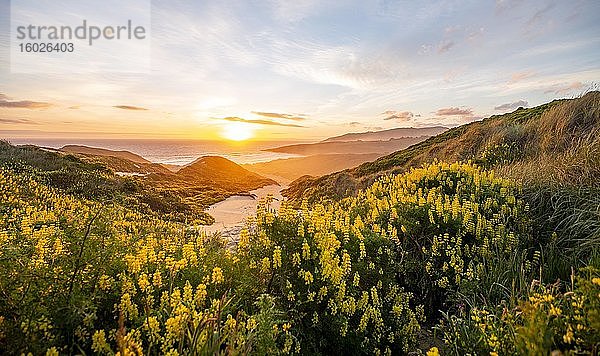 Sonnenuntergang  gelbe Lupinen (Lupinus luteus) auf Sanddünen  Ausblick auf Küste  Sandfly Bay  Dunedin  Otago  Otago Peninsula  Südinsel  Neuseeland  Ozeanien