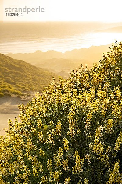 Gelbe Lupinen (Lupinus luteus) auf Sanddünen  Sandstrand an der Küste  Sandfly Bay  Dunedin  Otago  Otago Peninsula  Südinsel  Neuseeland  Ozeanien