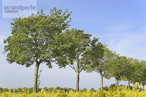 Ahorn (Acer)  Baumreihe an einem blühenden Rapsfeld (Brassica napus)  Nordrhein-Westfalen  Deutschland  Europa