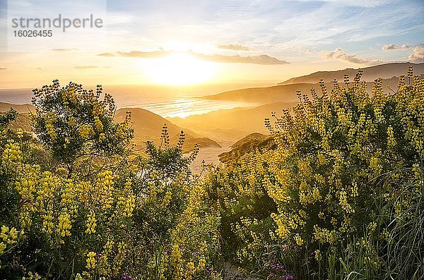 Sonnenuntergang  gelbe Lupinen (Lupinus luteus) auf Sanddünen  Ausblick auf Küste  Sandfly Bay  Dunedin  Otago  Otago Peninsula  Südinsel  Neuseeland  Ozeanien