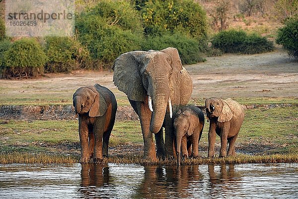 Elefant (Loxodonta africana)  weiblich mit drei Jungtieren trinkt Wasser aus dem Chobe River  Chobe Nationalpark  Botswana  Afrika