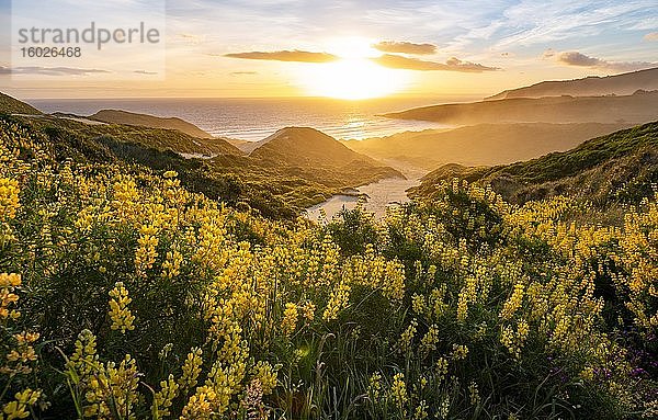 Sonnenuntergang  gelbe Lupinen (Lupinus luteus) auf Sanddünen  Ausblick auf Küste  Sandfly Bay  Dunedin  Otago  Otago Peninsula  Südinsel  Neuseeland  Ozeanien