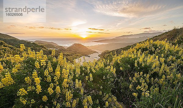 Sonnenuntergang  gelbe Lupinen (Lupinus luteus) auf Sanddünen  Ausblick auf Küste  Sandfly Bay  Dunedin  Otago  Otago Peninsula  Südinsel  Neuseeland  Ozeanien