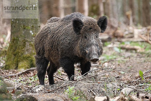 Wildschwein (Sus scrofa)  Keiler im Wald  sichert  Allgäu  Bayern  Deutschland  Europa