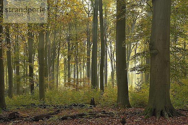 Sonnenstrahlen im herbstlich gefärbten Laubwald aus Rotbuche (Fagus sylvatica)  Niederrhein  Nordrhein-Westfalen  Deutschland  Europa