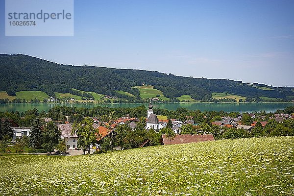 Zell am Moos mit Irrsee  im Frühling  Salzkammergut  Oberösterreich  Österreich  Europa