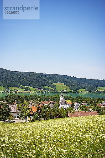 Zell am Moos mit Irrsee  im Frühling  Salzkammergut  Oberösterreich  Österreich  Europa