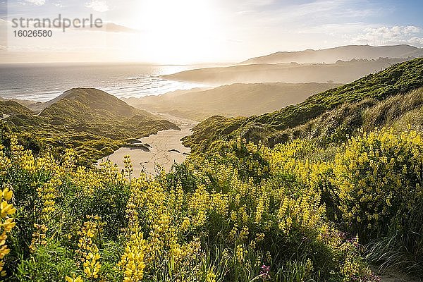 Gelbe Lupinen (Lupinus luteus) auf Sanddünen  Ausblick auf Küste  Sandfly Bay  Dunedin  Otago  Otago Peninsula  Südinsel  Neuseeland  Ozeanien