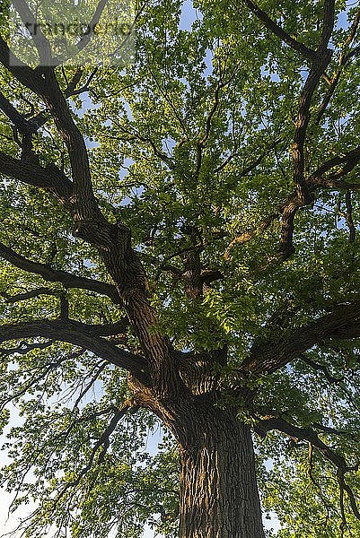 Alte Eiche (Quercus)  Baumkrone  Deutschland  Europa
