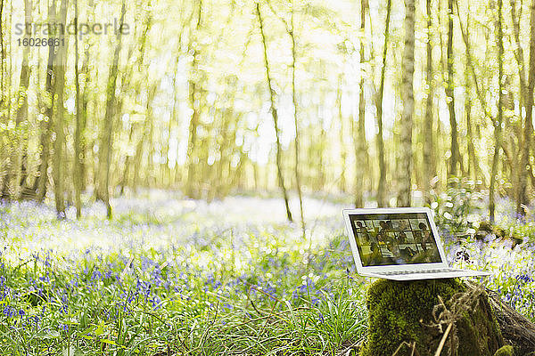 Video-Chat mit Freunden am Laptop-Bildschirm in idyllischen sonnigen Wäldern