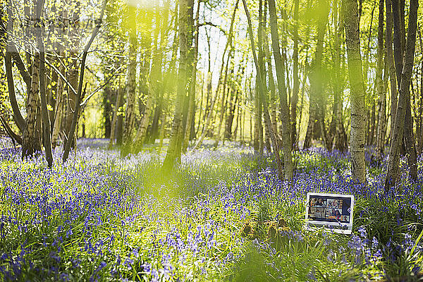 Video-Chat auf Laptop-Bildschirm in sonnigen idyllischen Glockenblumenwäldern