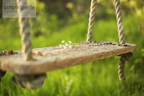 Zarte weiße Blumen auf rustikaler Schaukel im sonnigen Garten