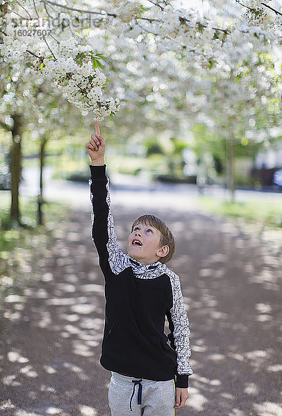 Junge greift nach Apfelblüten am Baum im Park