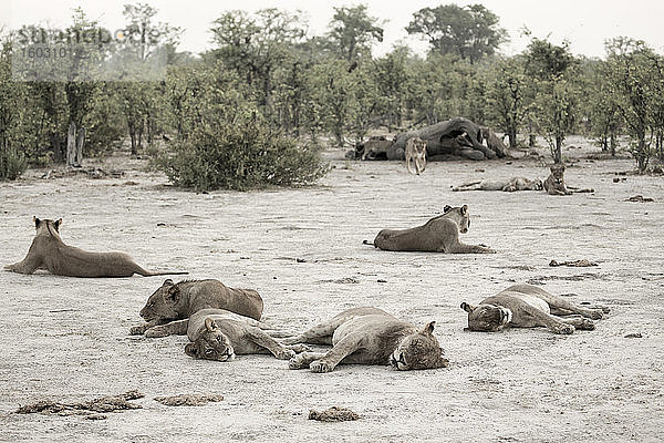 Ein Löwenrudel  das sich nach der Fütterung eines toten Elefanten ausruht.