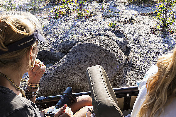 Zwei Personen in einem Jeep  die einen toten Elefantenkadaver betrachten.