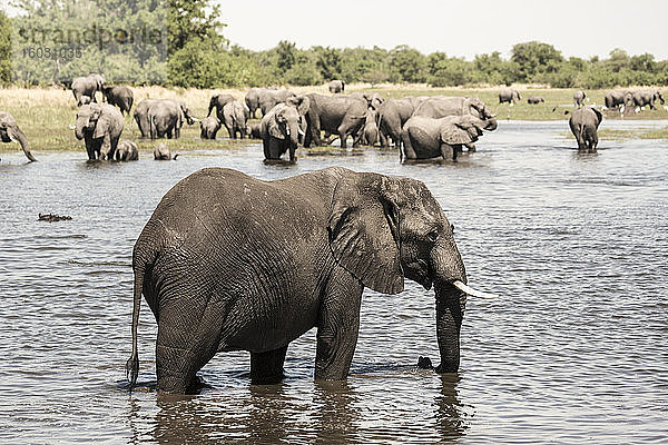 Elefantenherde sammelt sich am Wasserloch  Moremi Game Reserve  Botswana