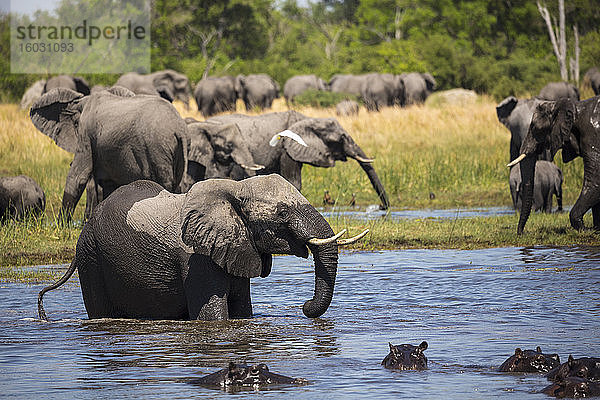 Eine Gruppe von Flusspferden im Wasser und eine Elefantenherde  die sich am Wasserloch versammelt