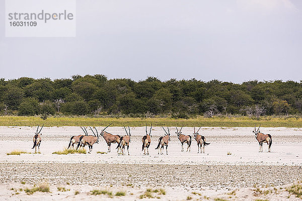 Oryx-Herde durchquert eine Salzpfanne