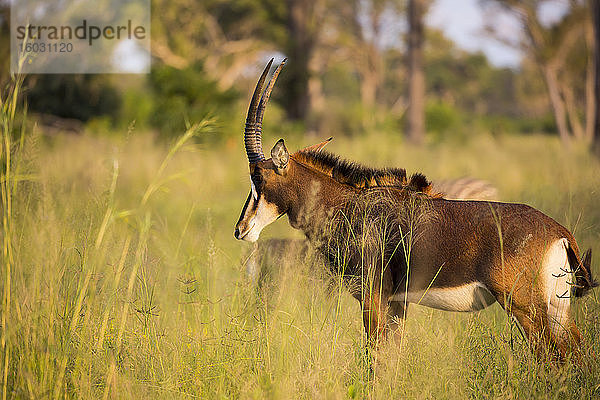 Oryx bei Sonnenuntergang im langen Gras