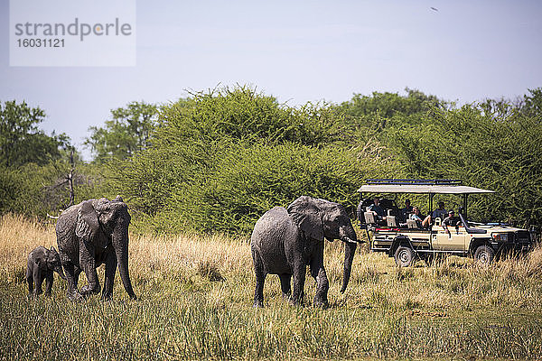 Elefantenherde sammelt sich am Wasserloch  Moremi Game Reserve  Botswana
