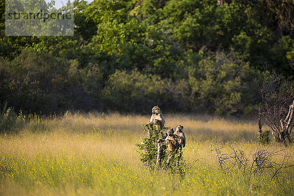 Affen auf Baumzweigen bei Sonnenuntergang  Botswana