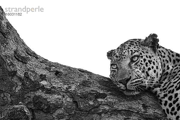 Ein Leopard  Panthera pardus  legt sich auf einen Ast und schaut aus dem Rahmen  schwarz-weiß  weißer Hintergrund